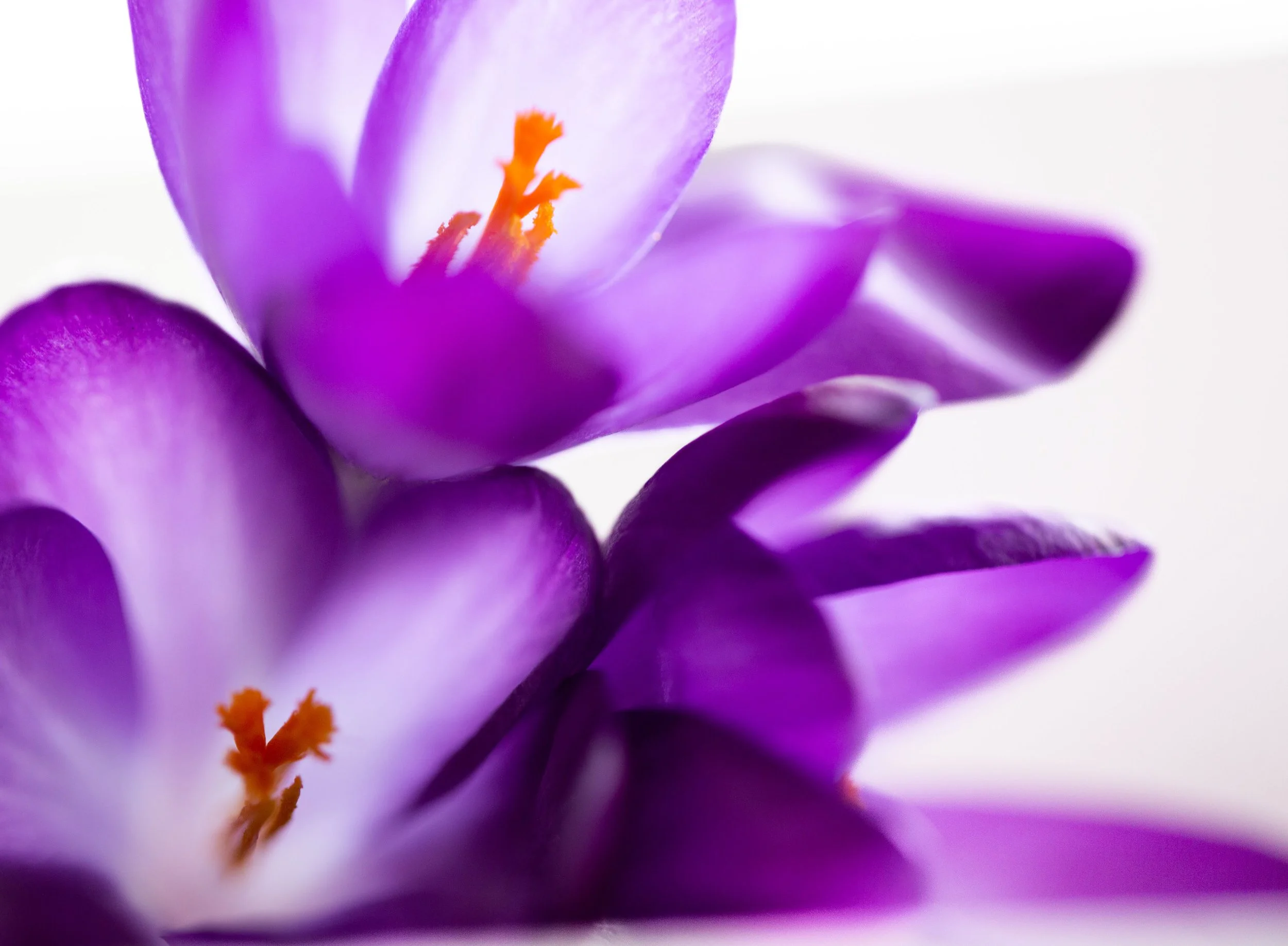 3crocus1
