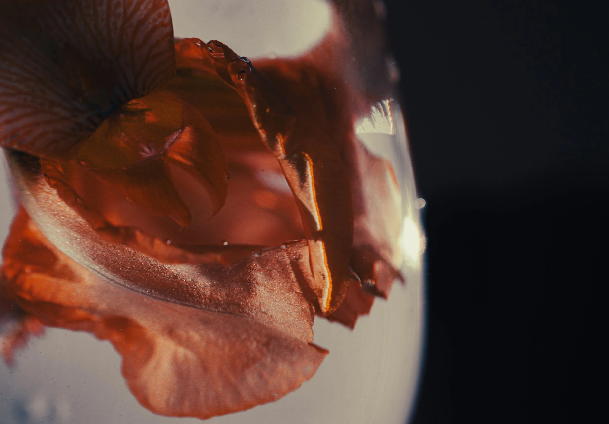 BubbleLily 1