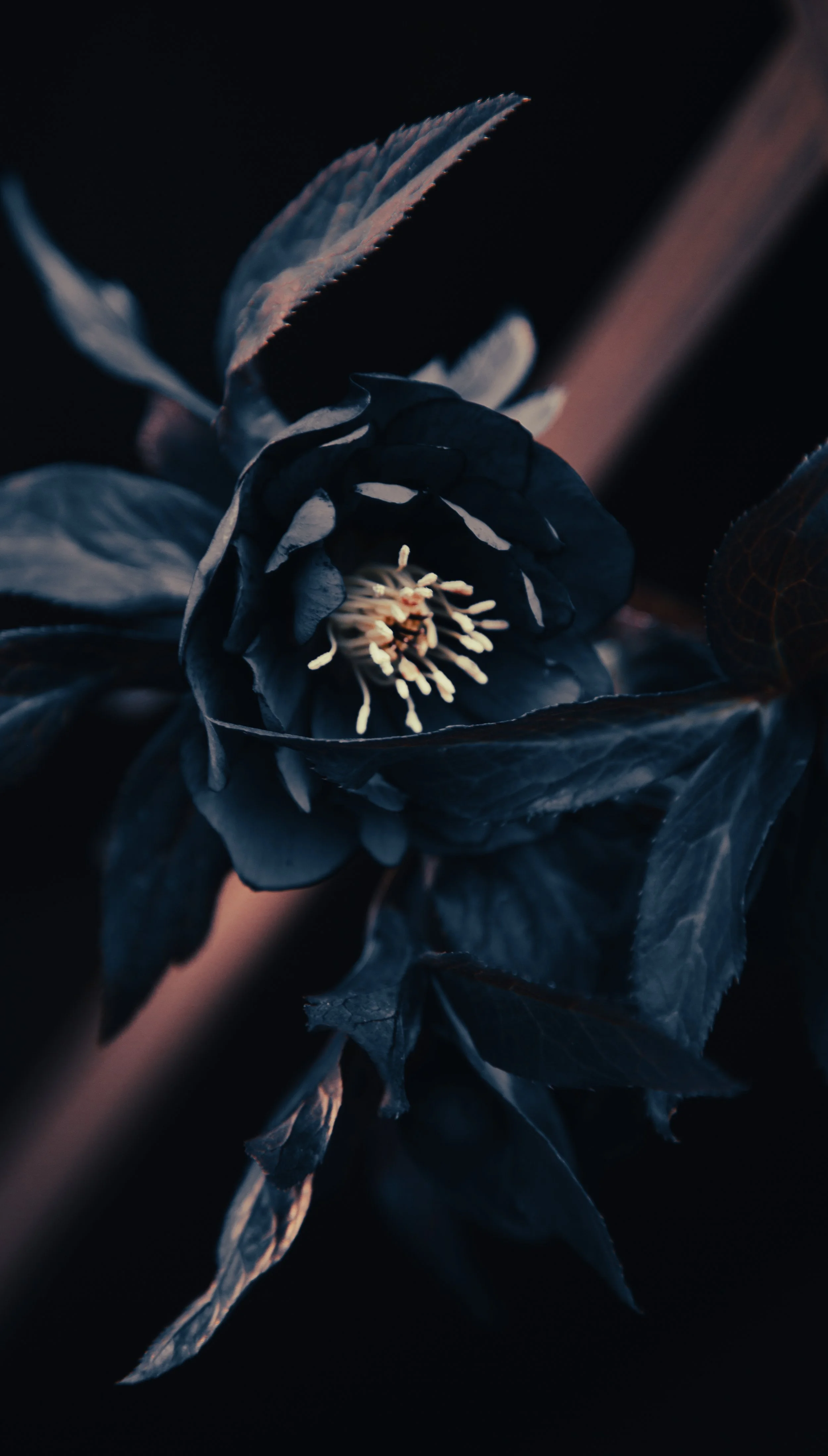 Hellebore 1