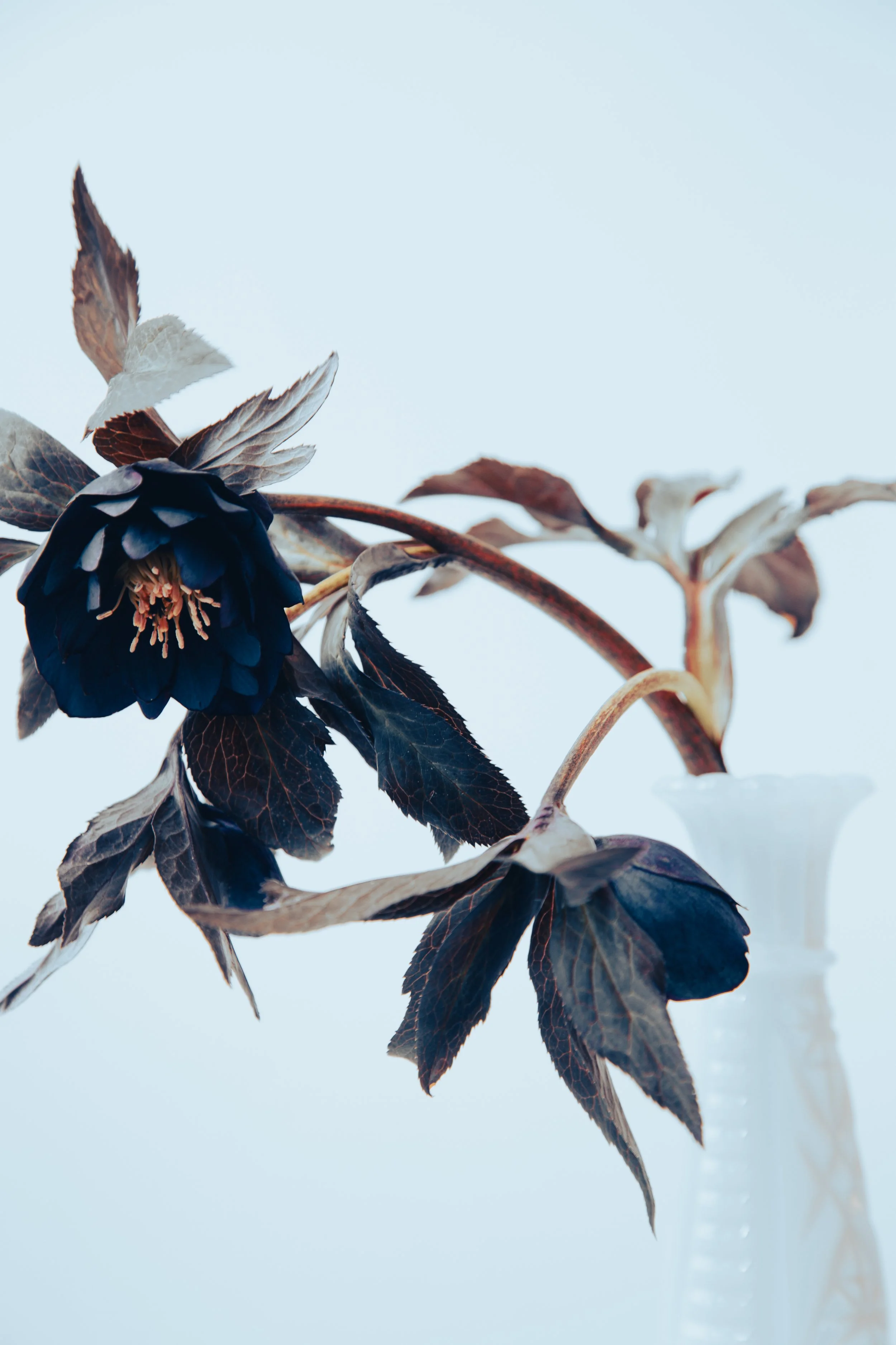 Hellebore 5