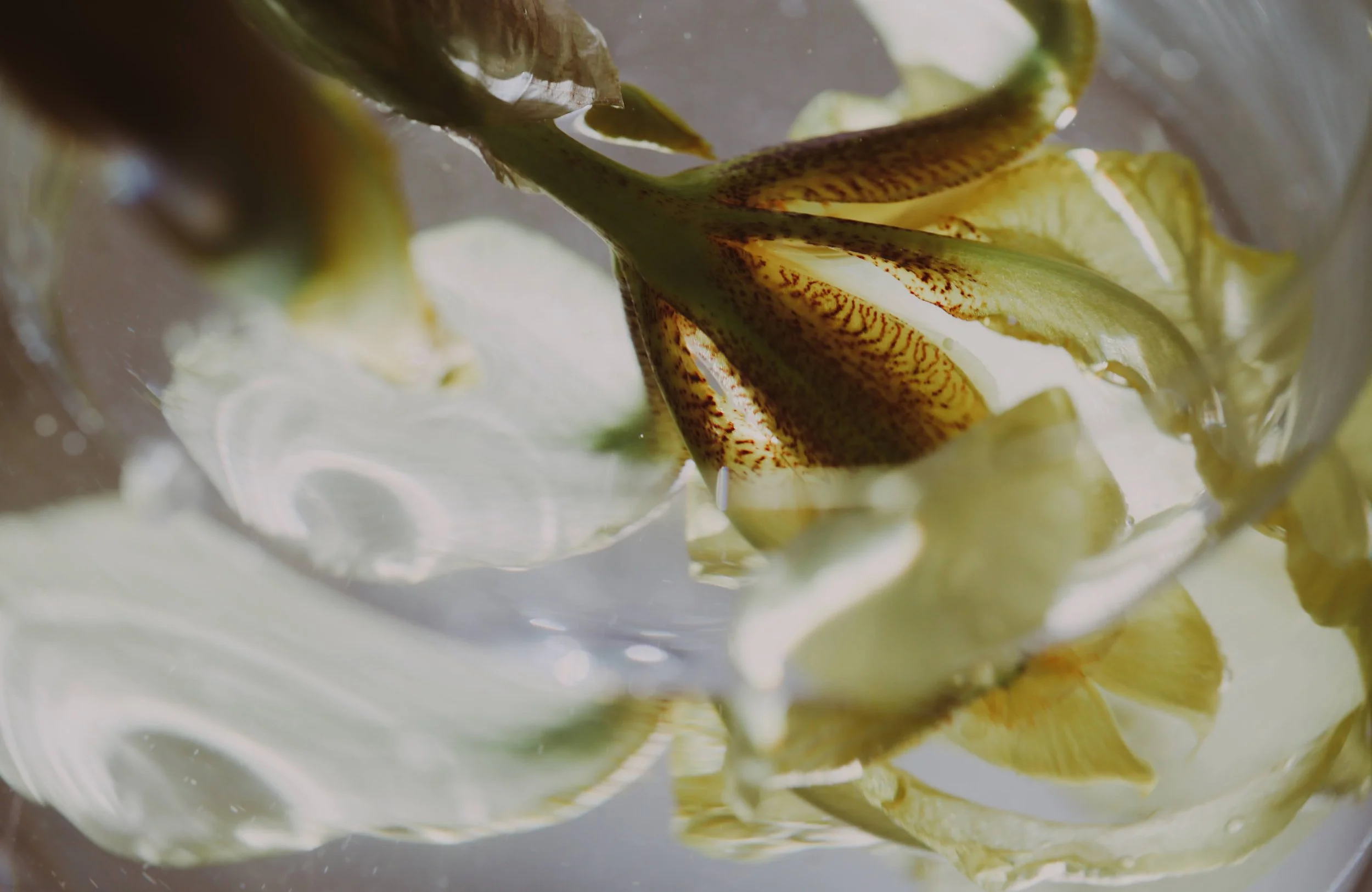 Lily 2