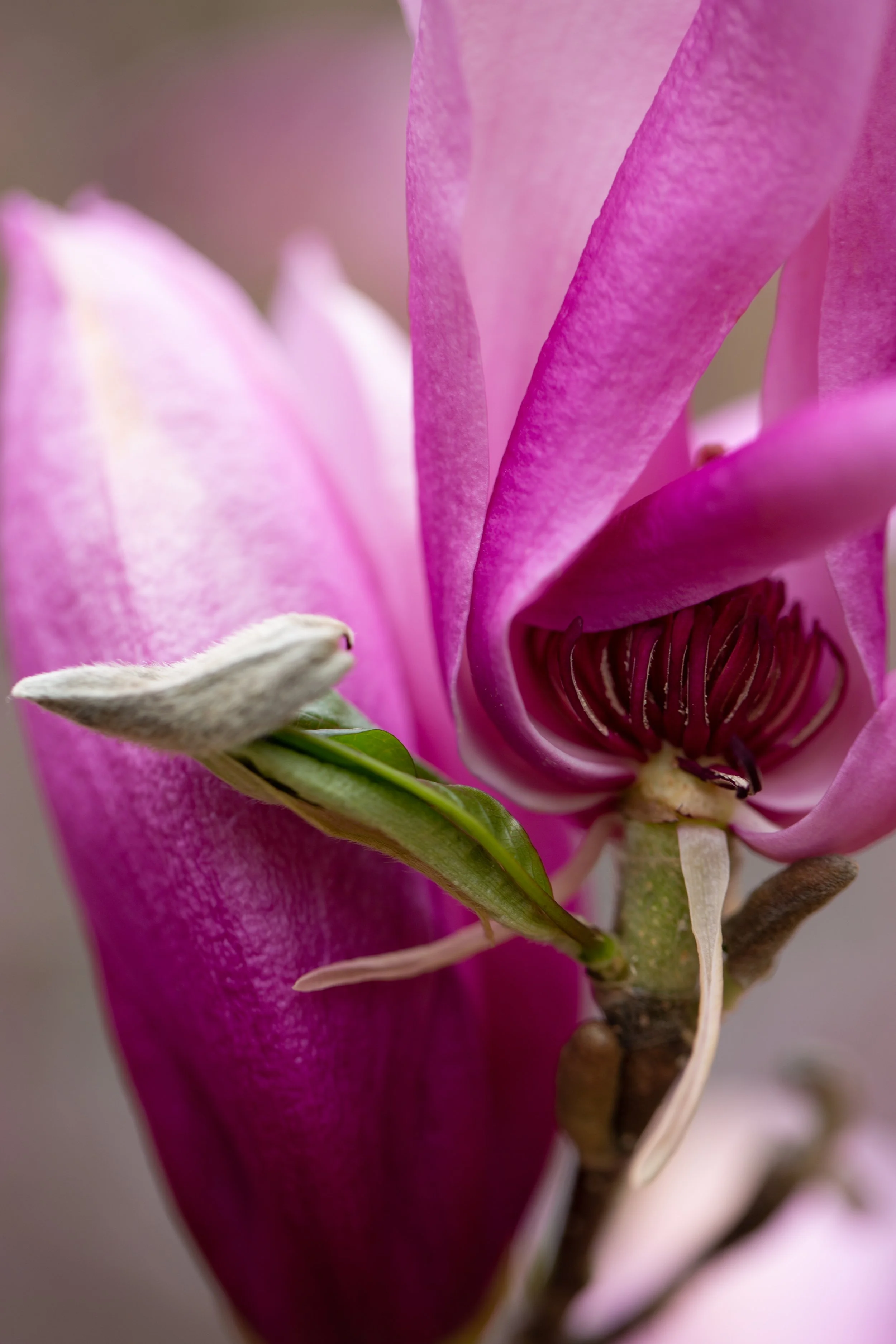 Pink Magnolia 1