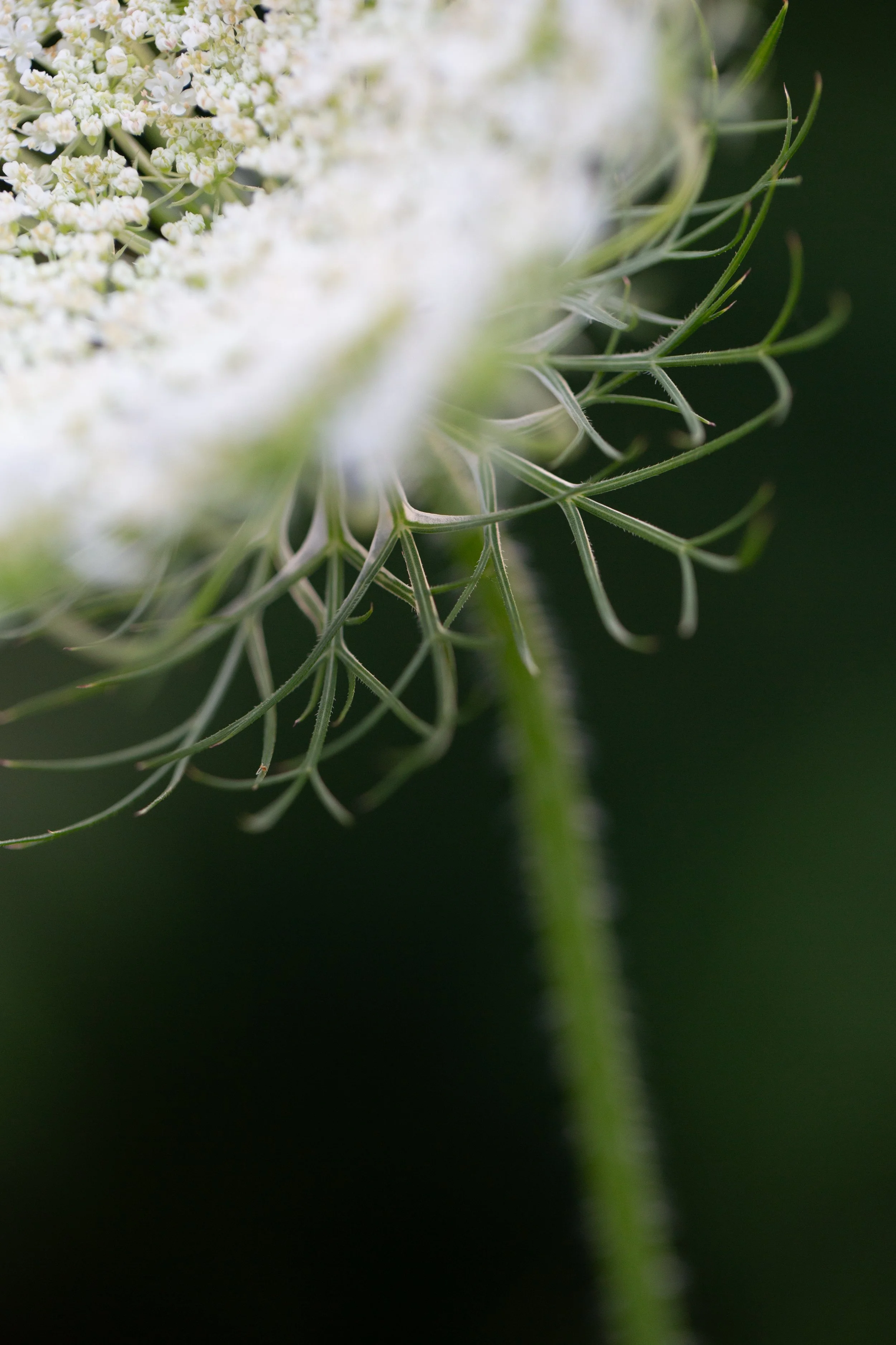 Queen Annes Lace 1