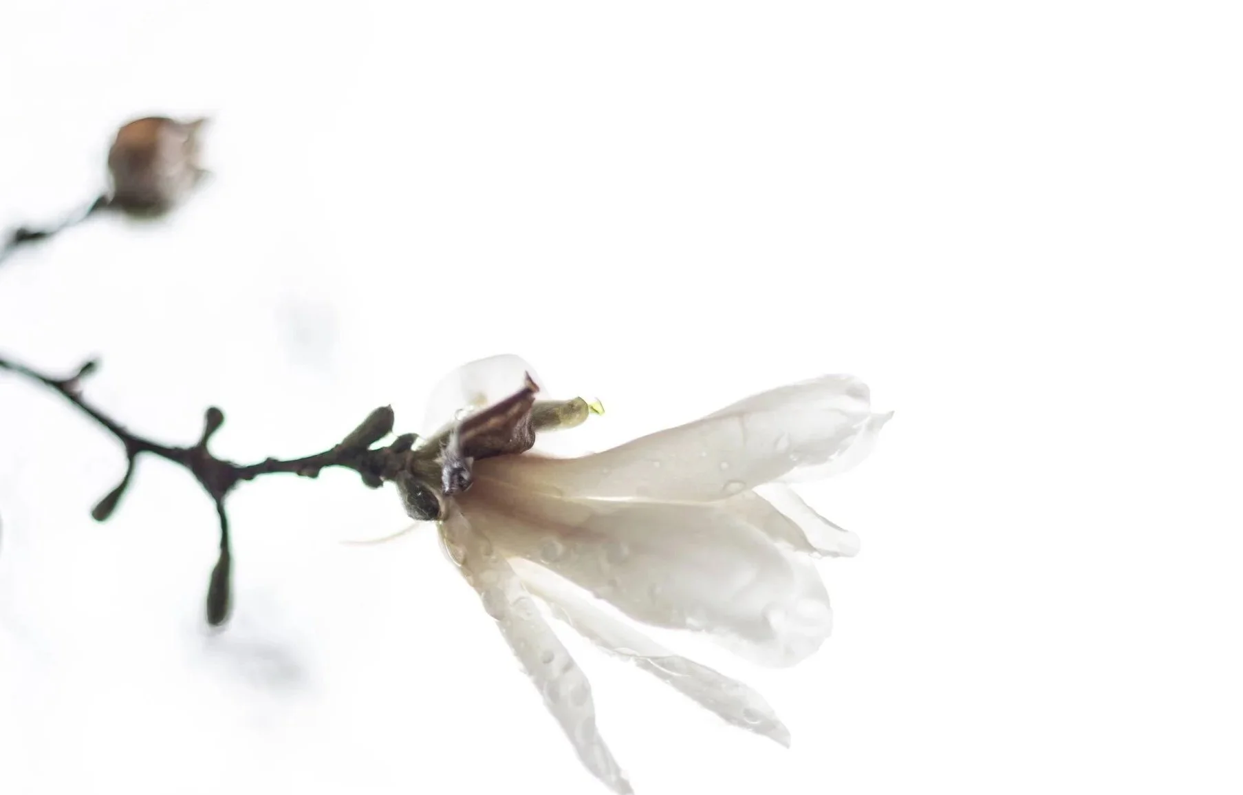 White Magnolia 1