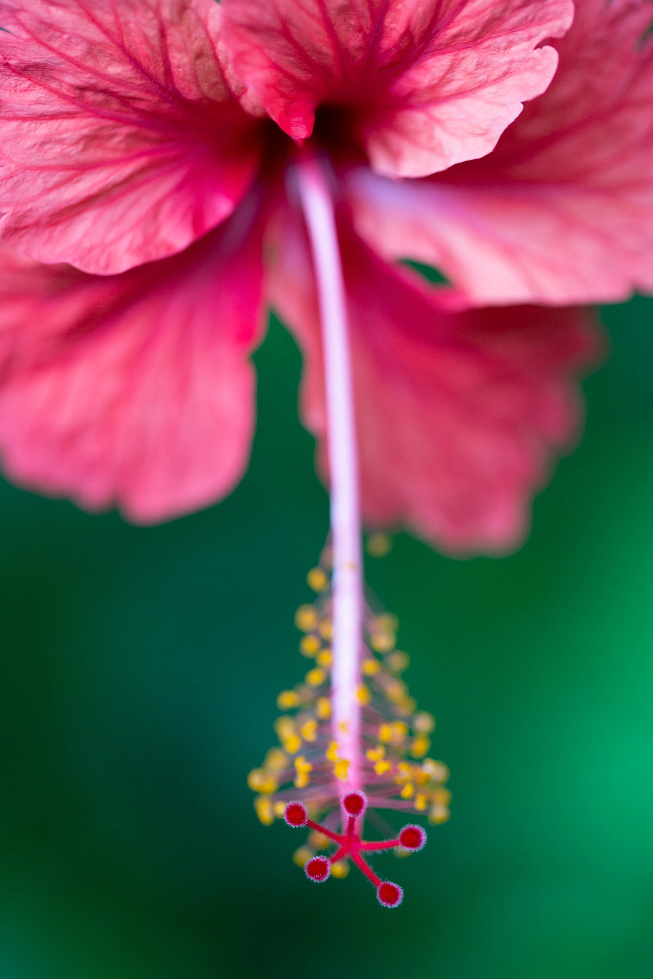hibiscus 1