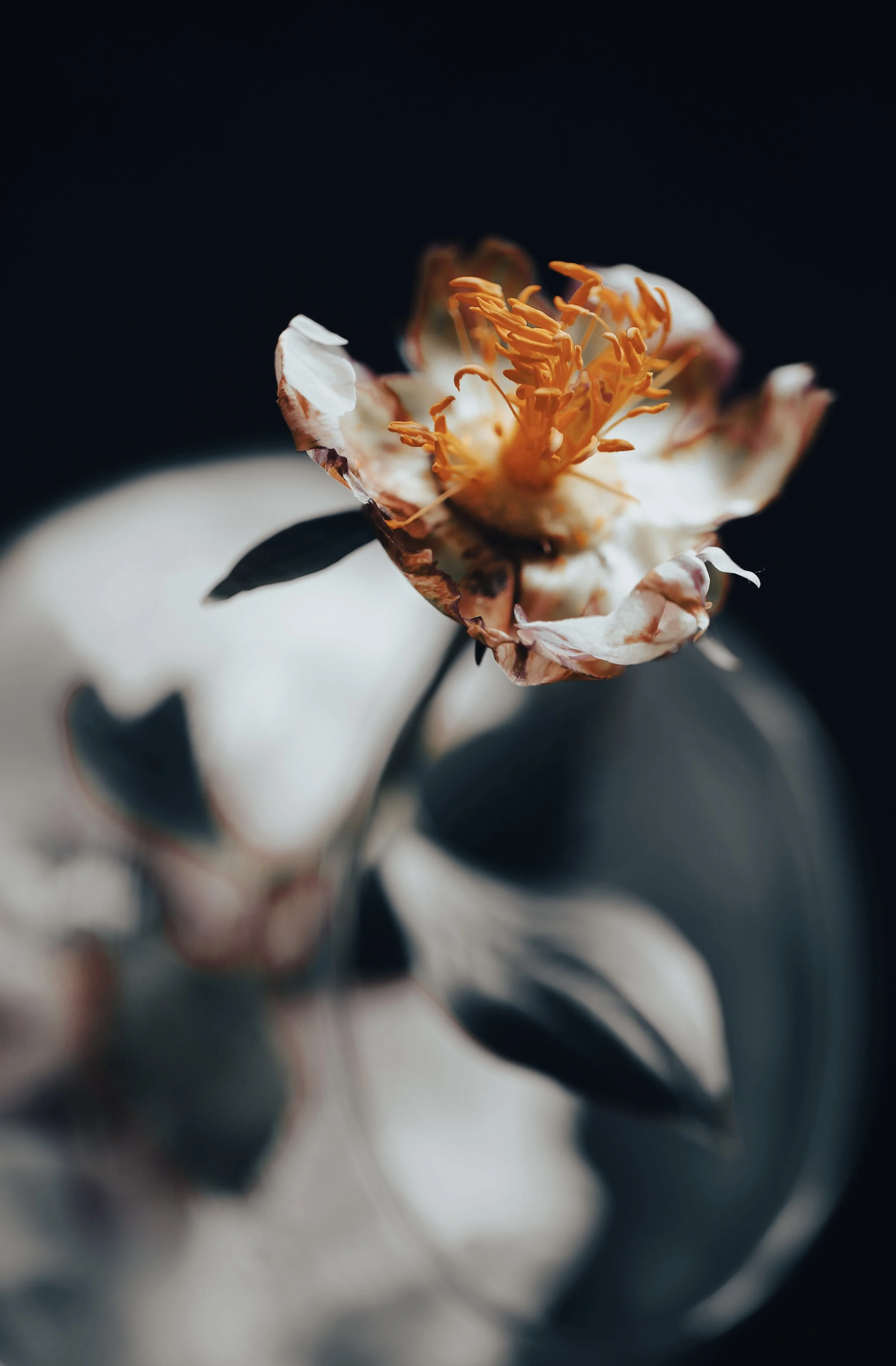lacrimosa2fildered 1